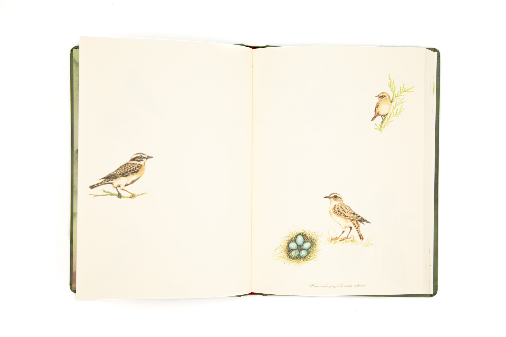 Book of secrets "the World of Birds" - Spread