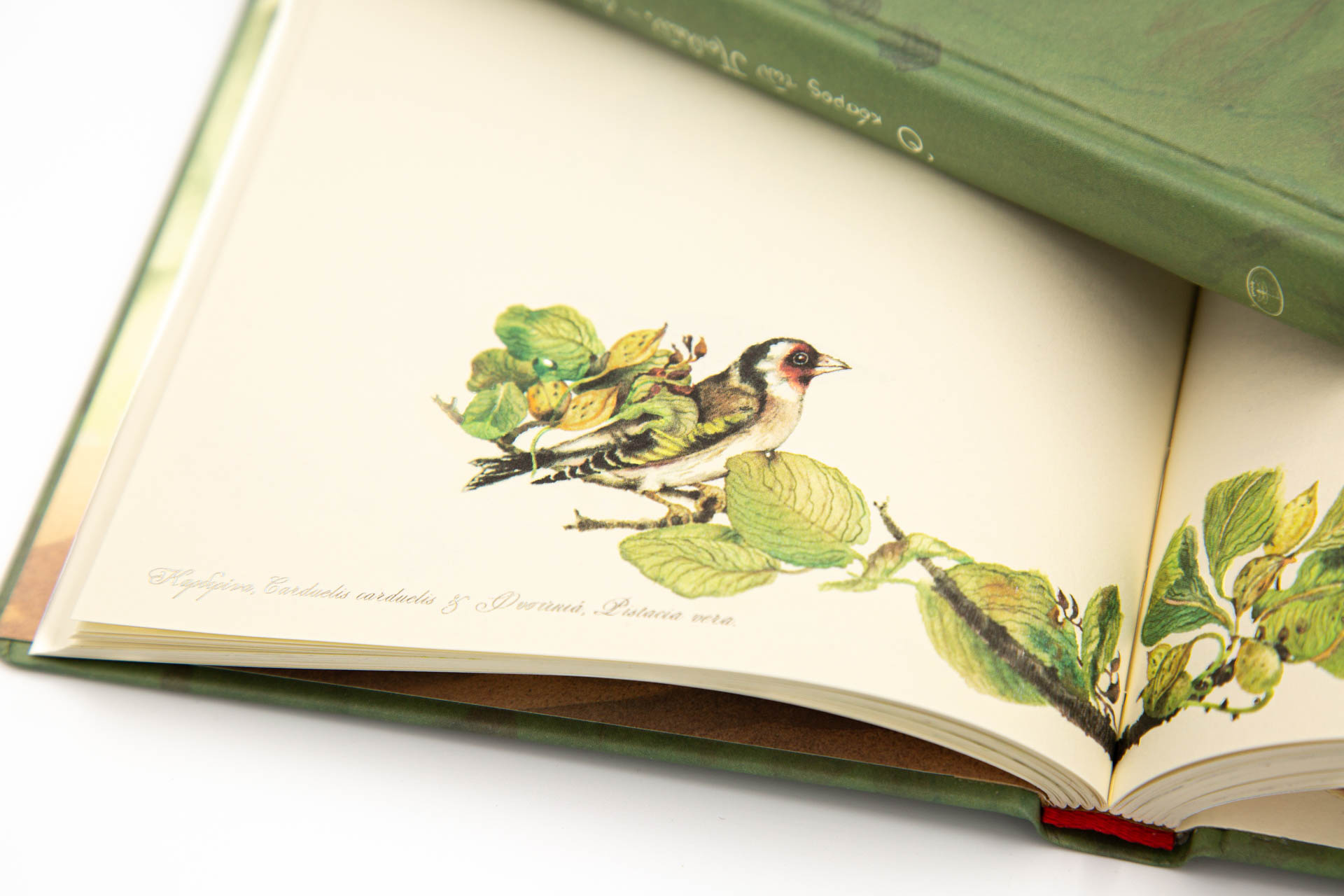Book of secrets "the World of Birds" - Detail