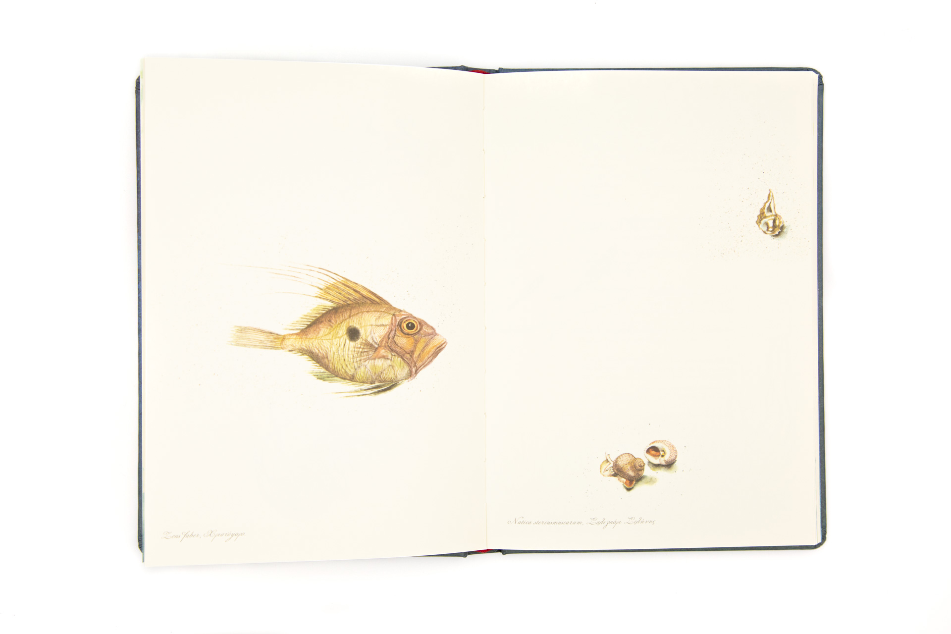 Book of secrets "in the Greek Deep-blue" - Spread