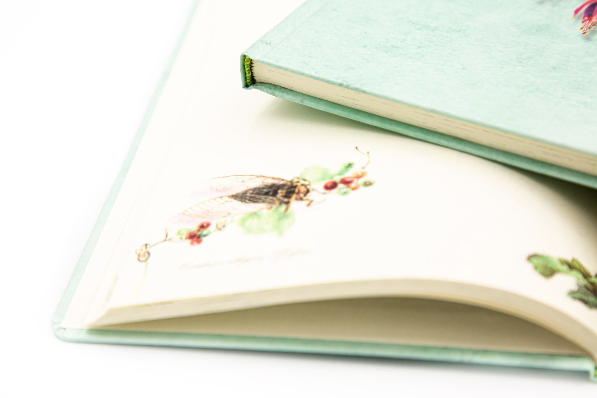 Book of Secrets "Flowers of the Greek Land" - Detail