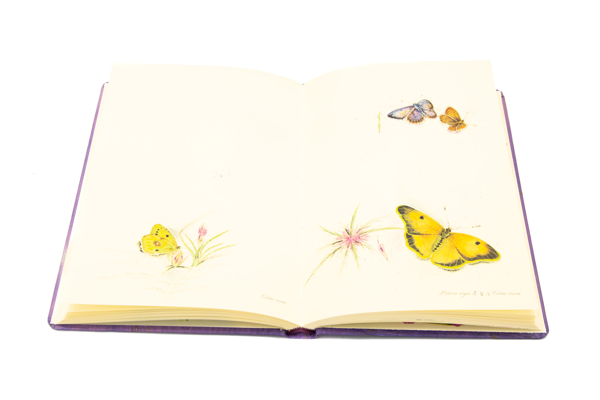 Book of secrets "Ephemera" - Spread