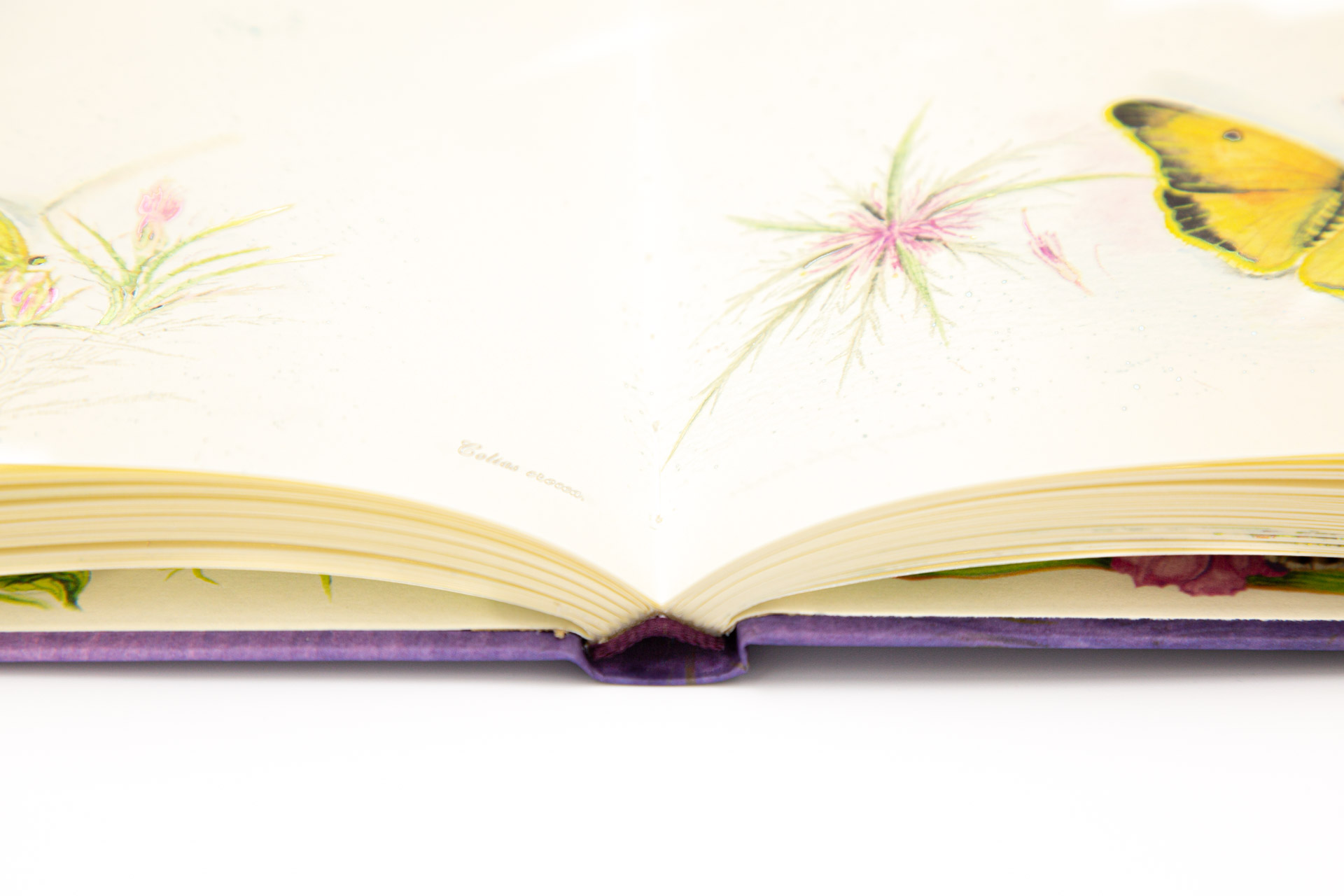 Book of secrets "Ephemera" - Detail