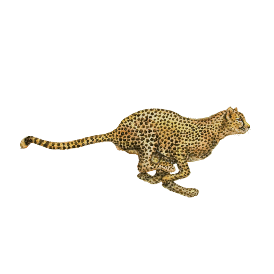 cheetah icon