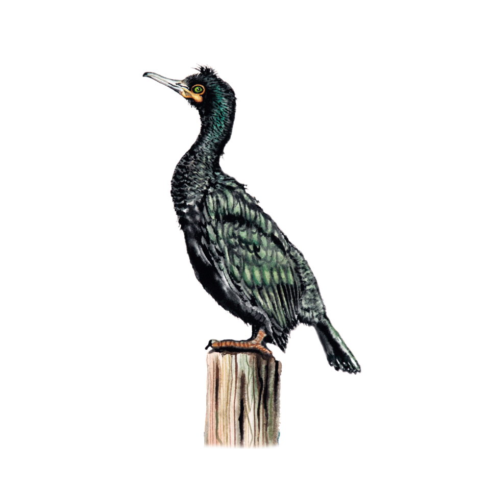 Birds of shore icon
