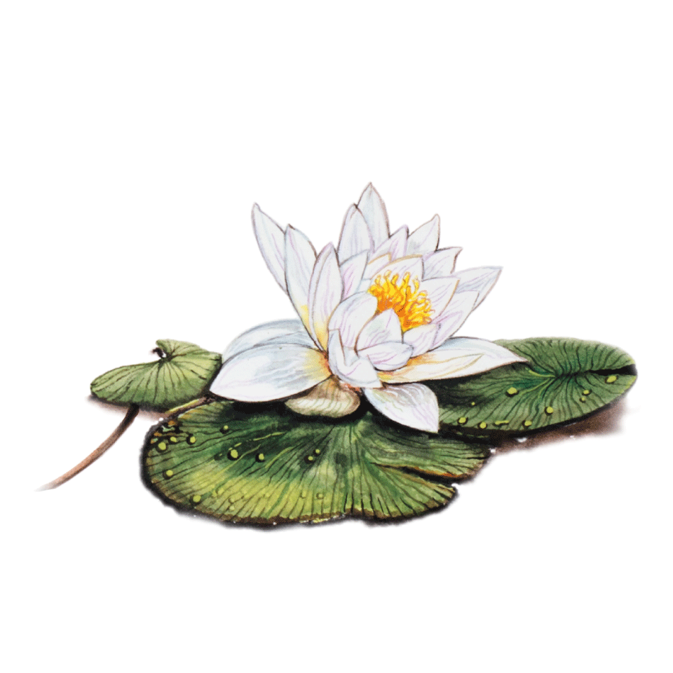 Water lily icon