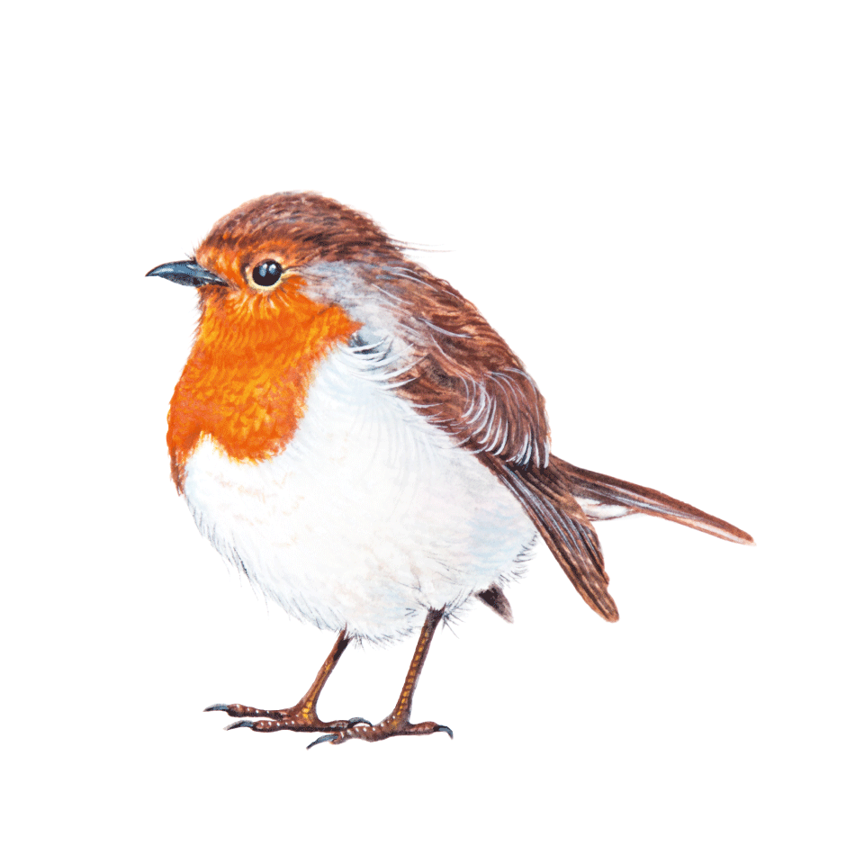 The World of Birds series icon
