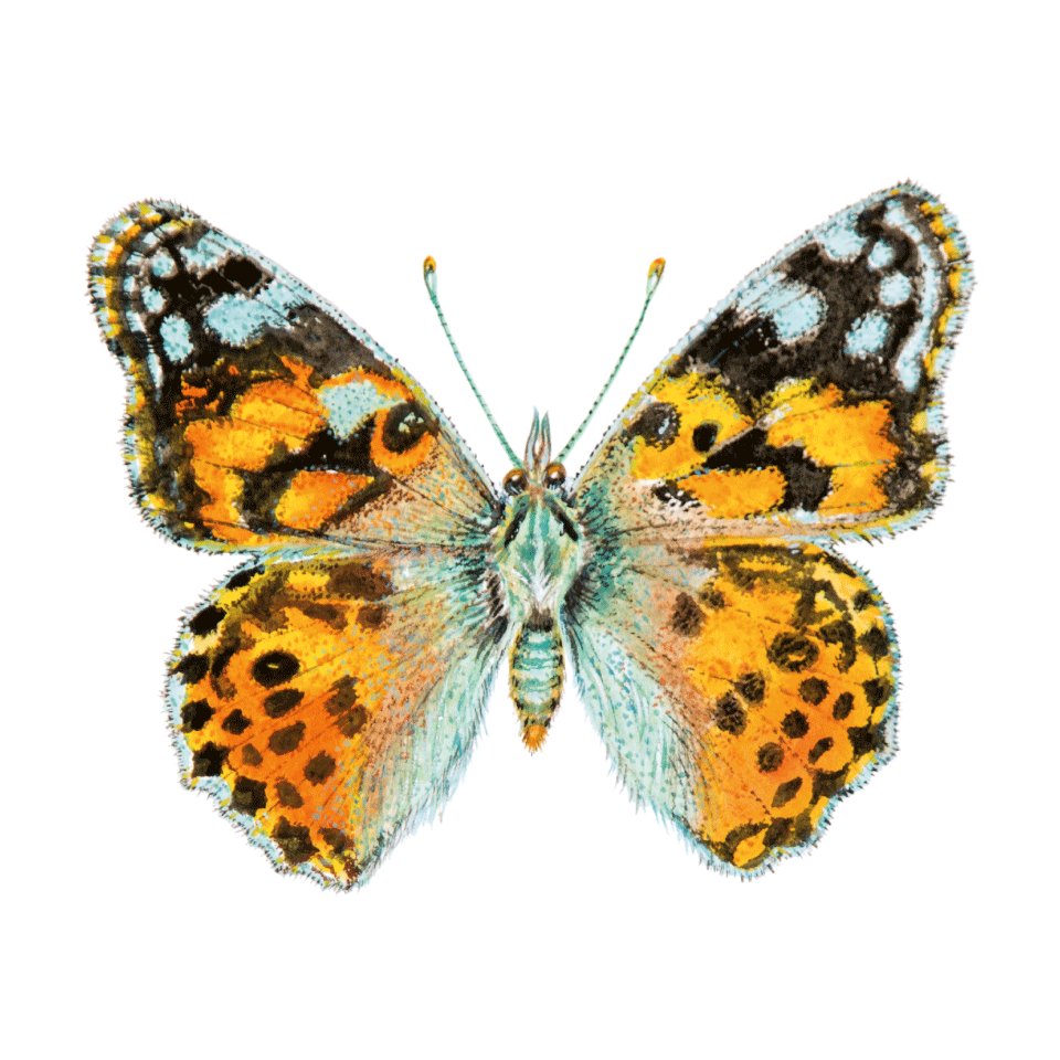 Ephemera series icon