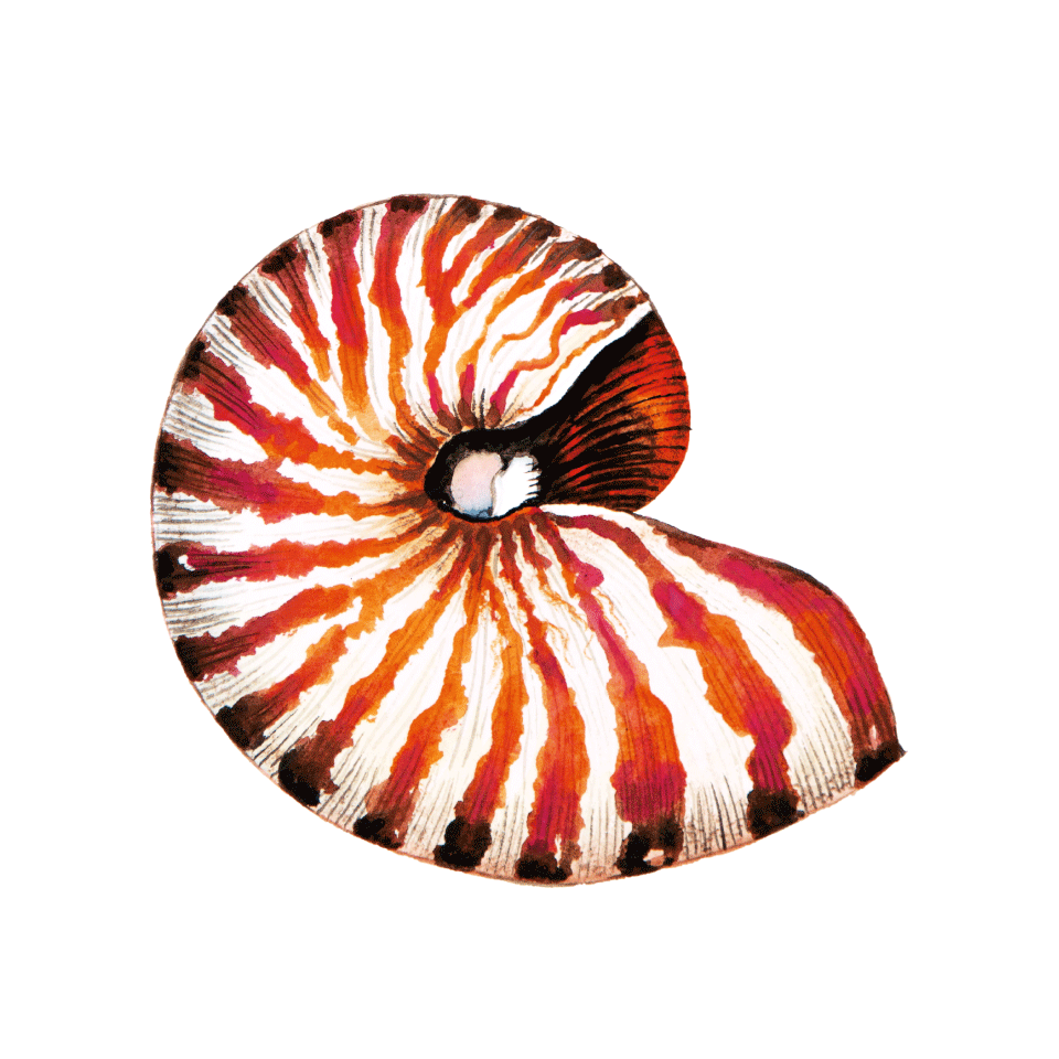 nautilus icon