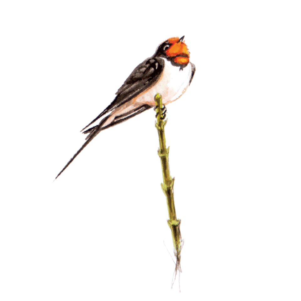Sparrow Icon